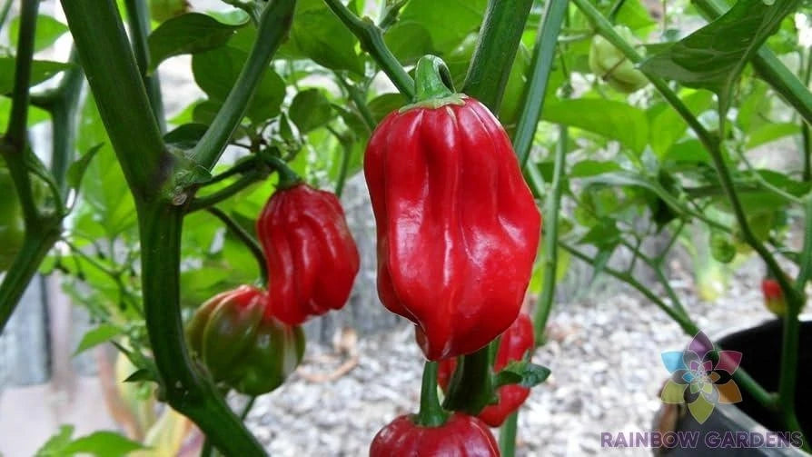 Aji Chombo Hot Pepper Seeds - 25+ Pack for Garden Planting - Capsicum chinense - USA Grown - FREE SHIPPING