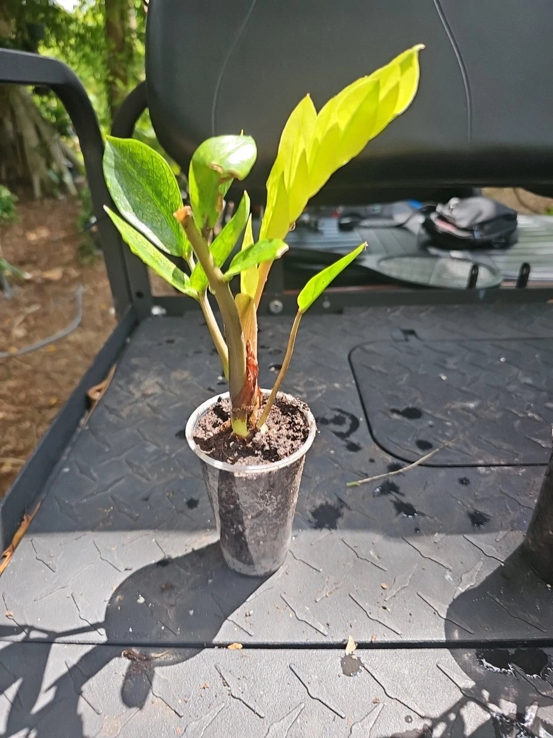 zamioculcas house plant ZZ Plant Chameleon Variegated 3" Pot