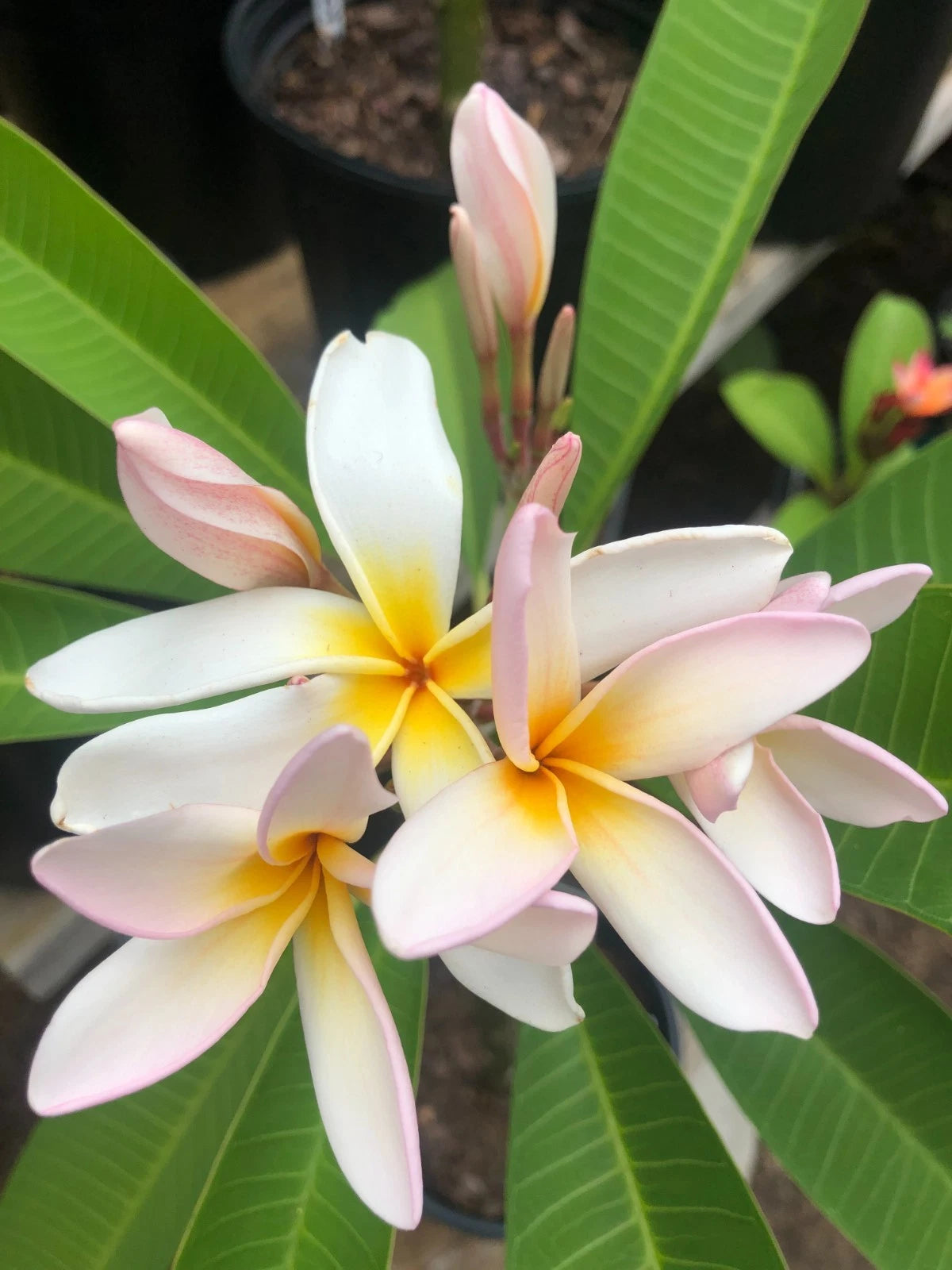 Rare Plumeria Cuttings - 'Sariah's Curly Pink' - 9