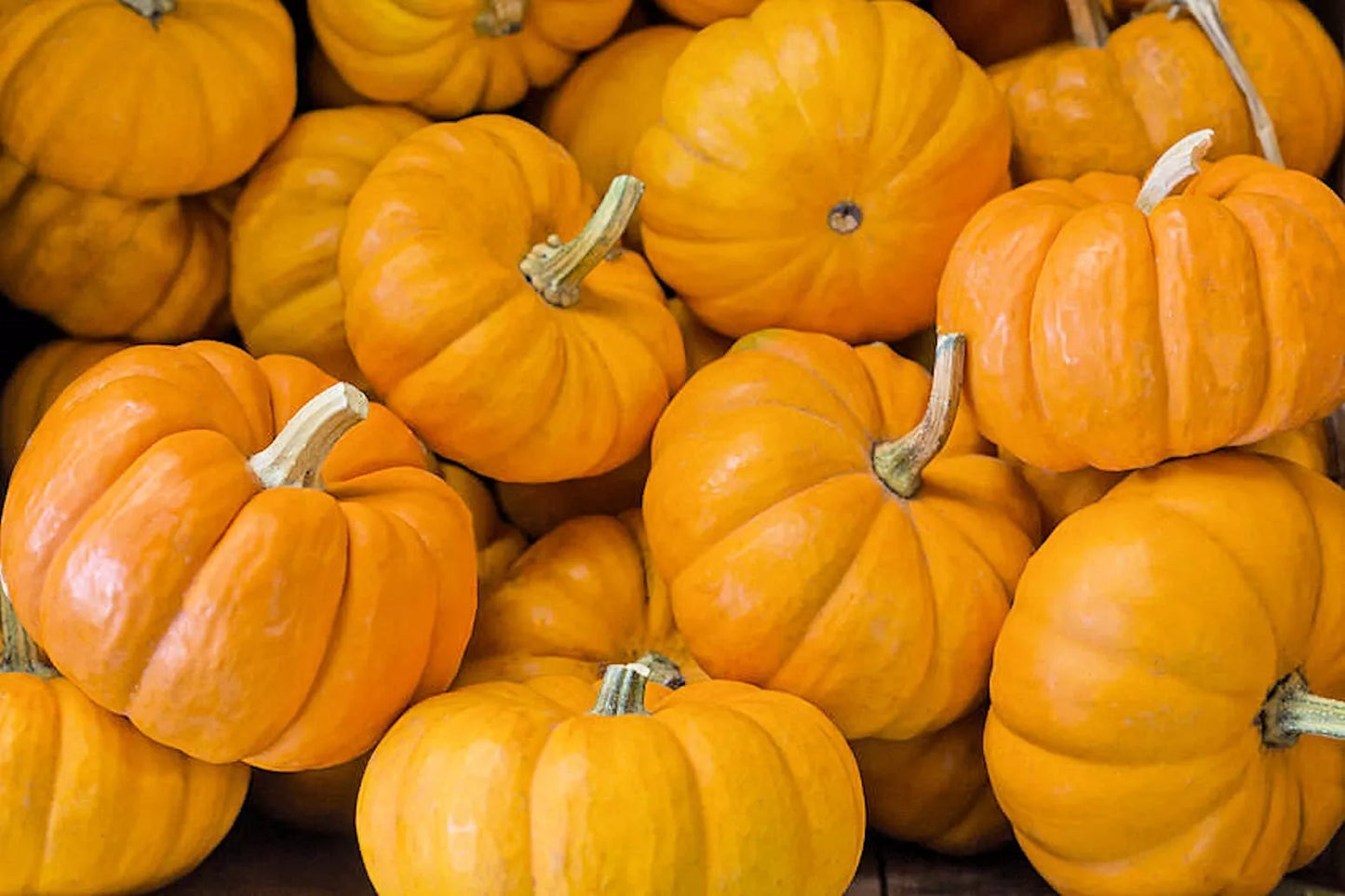 Jack Be Little Pumpkin Seeds for Planting - Miniature Variety - Cucurbita pepo