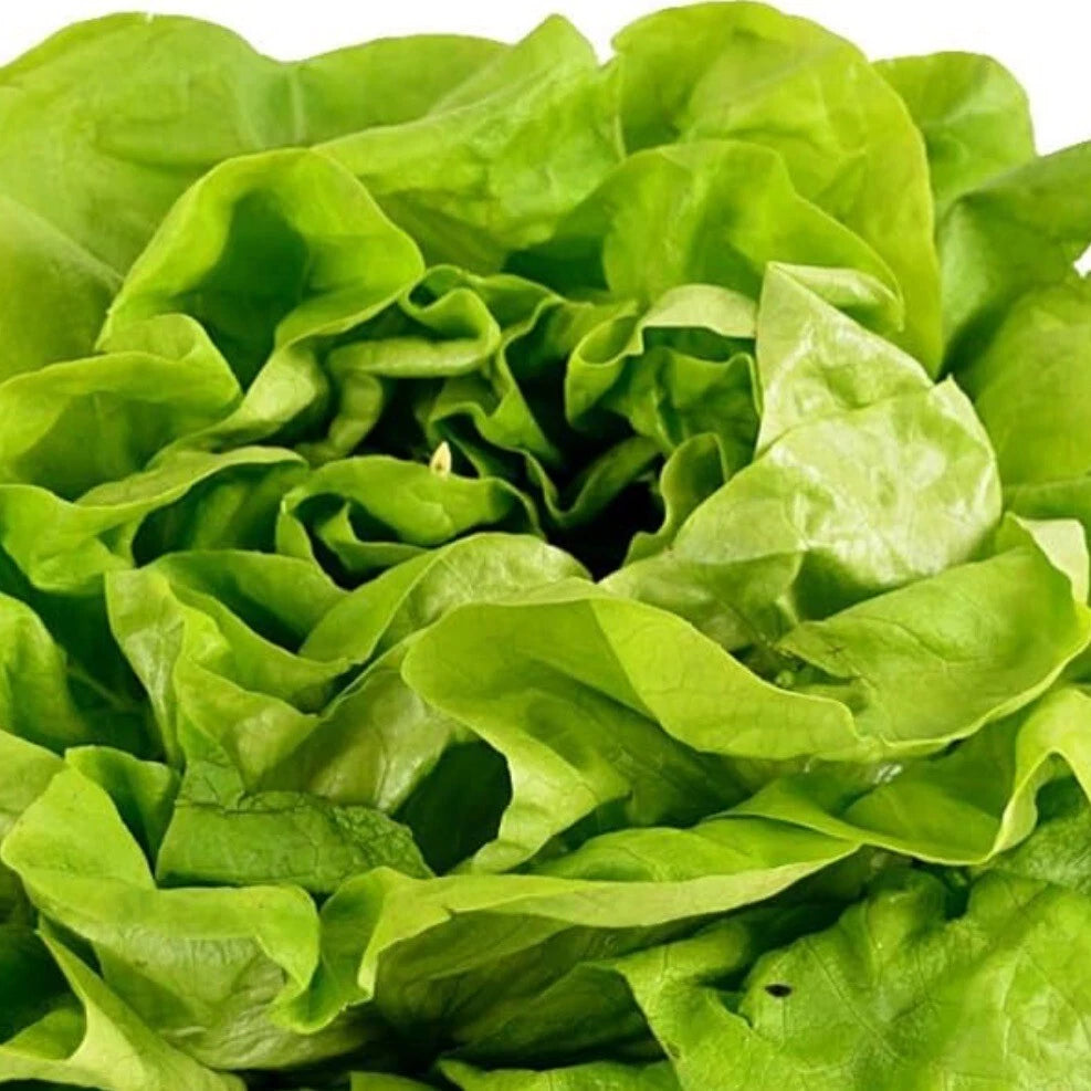Butter Crunch Lettuce Seeds - 250+ Heirloom Organic NON-GMO Seeds - Lactuca sativa - USA Grown