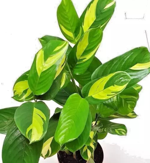 live prayer plant Houseplant Ctenanthe Lubbersiana 1-2' Variegated Live Prayer Plant Cte –  Jayme Garden