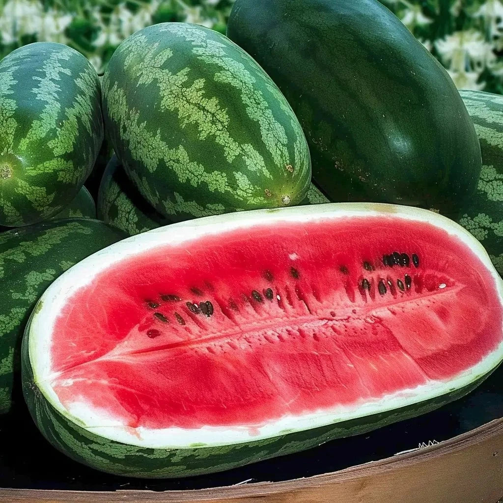 Congo Watermelon Seeds - Large - Non-GMO Heirloom Organic - Citrullus lanatus