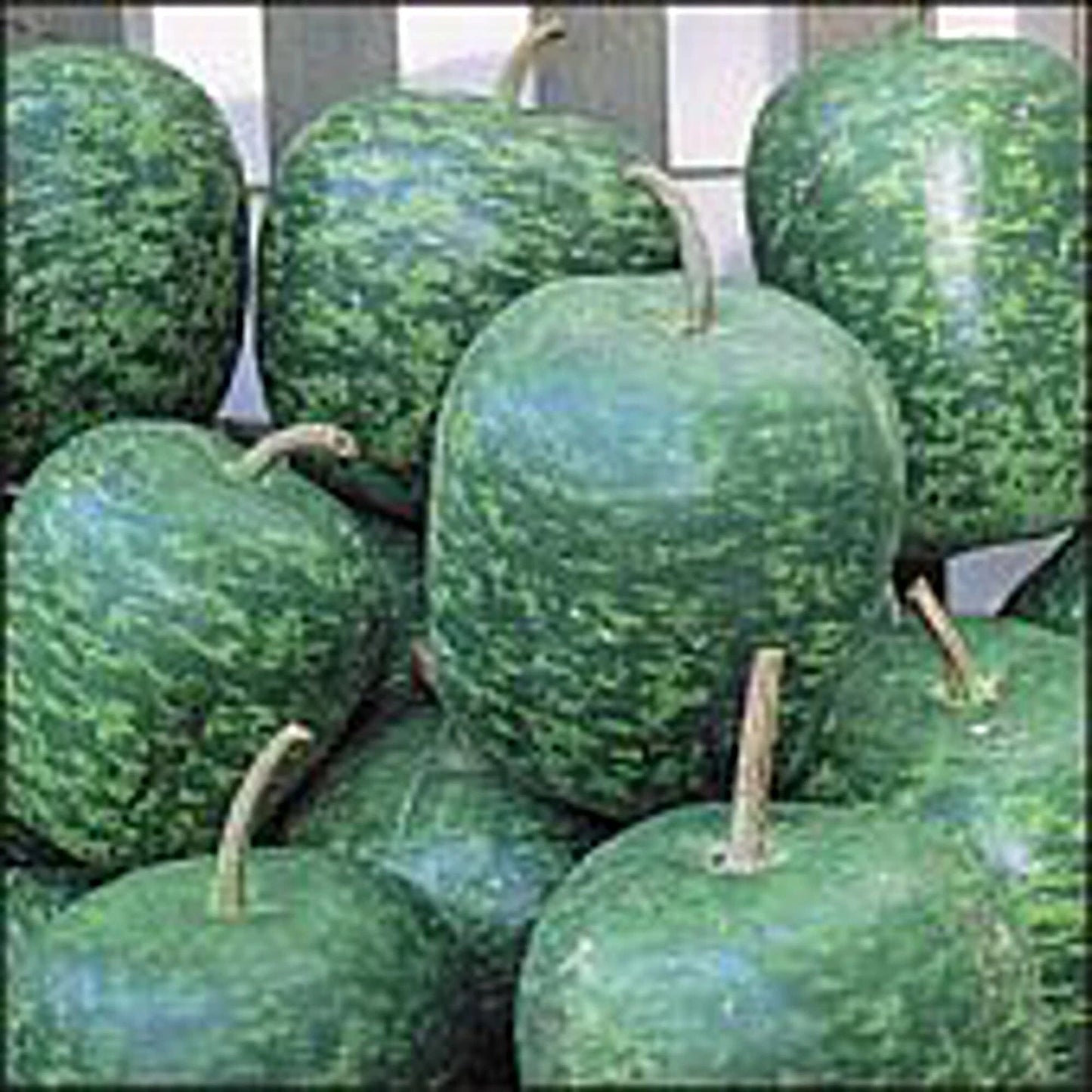 Apple Gourd Seeds (Large, 20+ Seeds) | Non-GMO | Vegetable Fruit Herb Flower | Cucurbita pepo