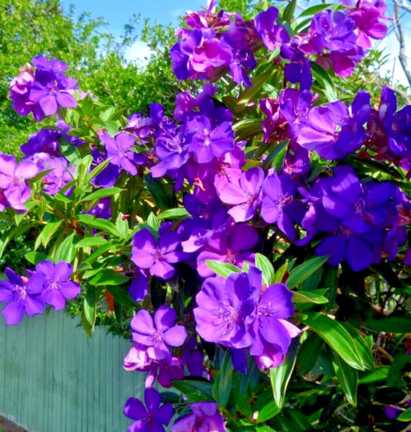 Tibouchina Athens Live Plant - 4-8