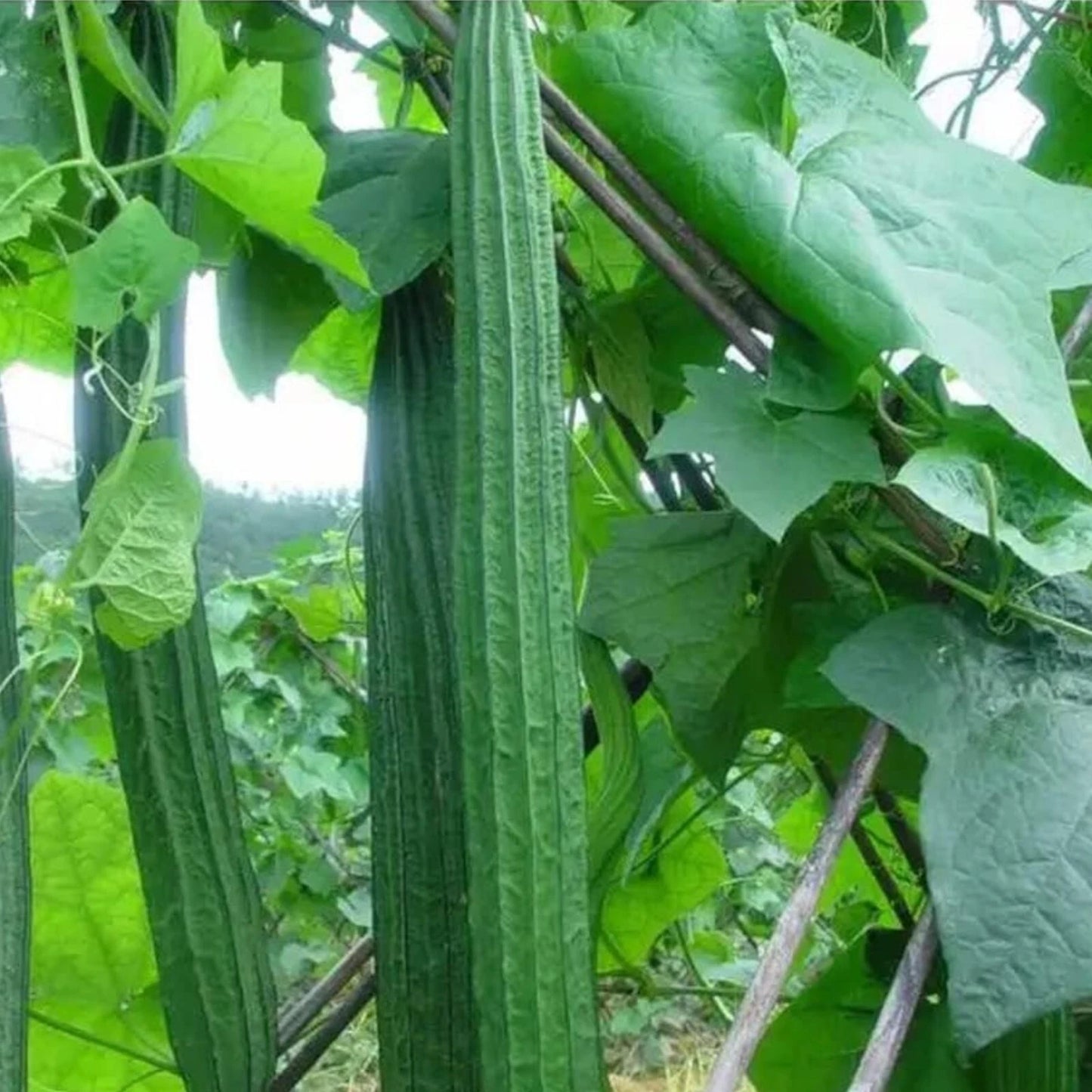 20pcs Ridged Sponge Gourd Seeds - Angled Luffa Heirloom Vegetable Seeds - Cucurbita acutangula