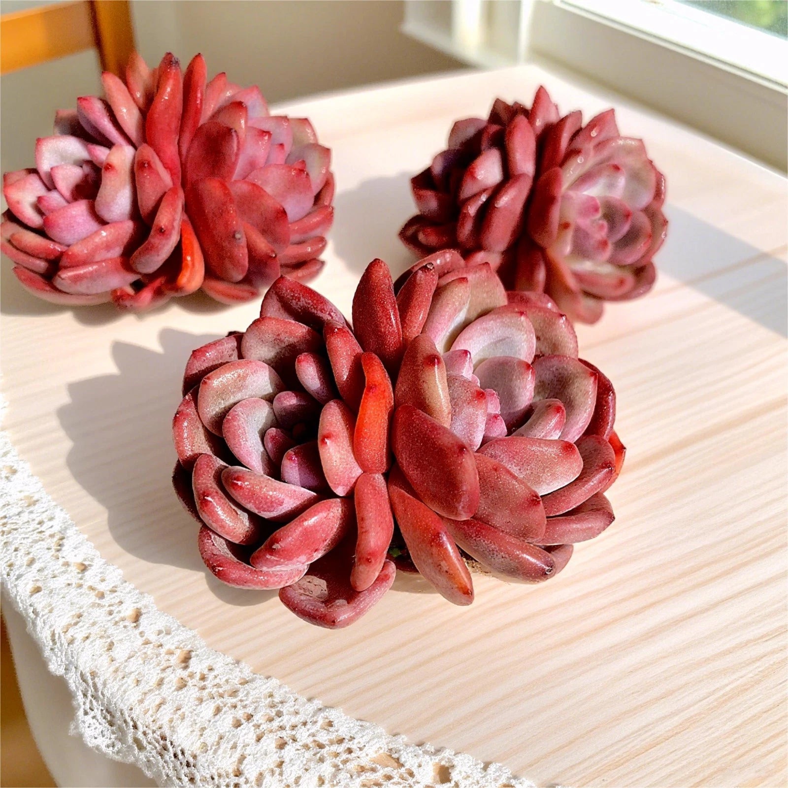 Rare Succulent Echeveria - 2.8