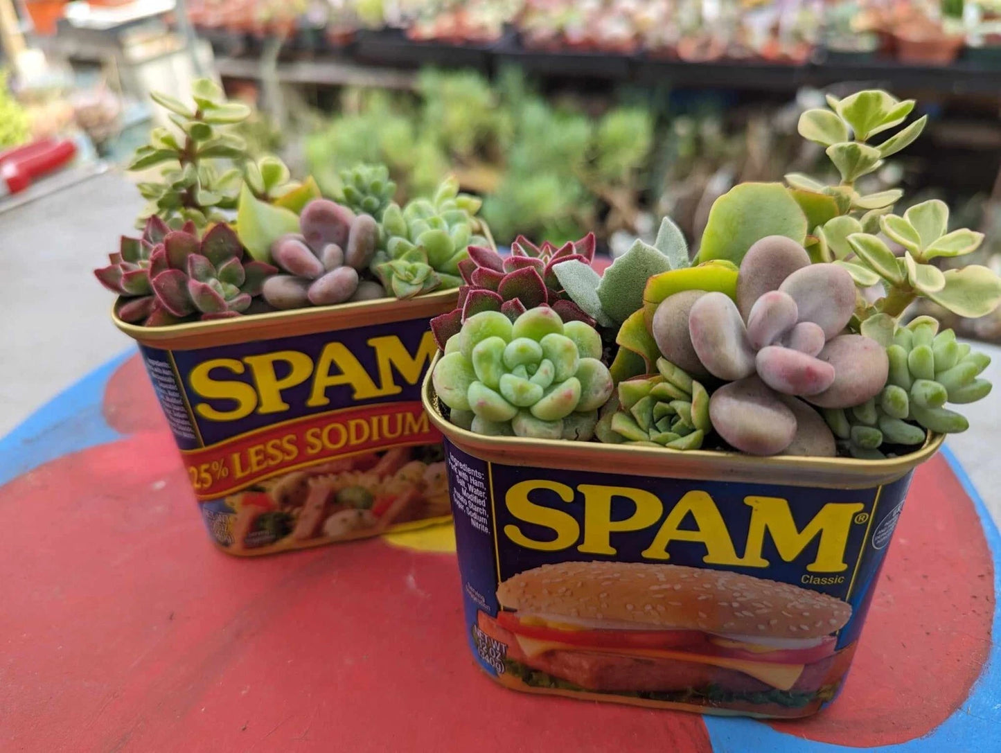 Assorted Succulent Cuttings 18 Pack + 2 Free Drainage Cans for Planting - Perfect for Gardens & Decor