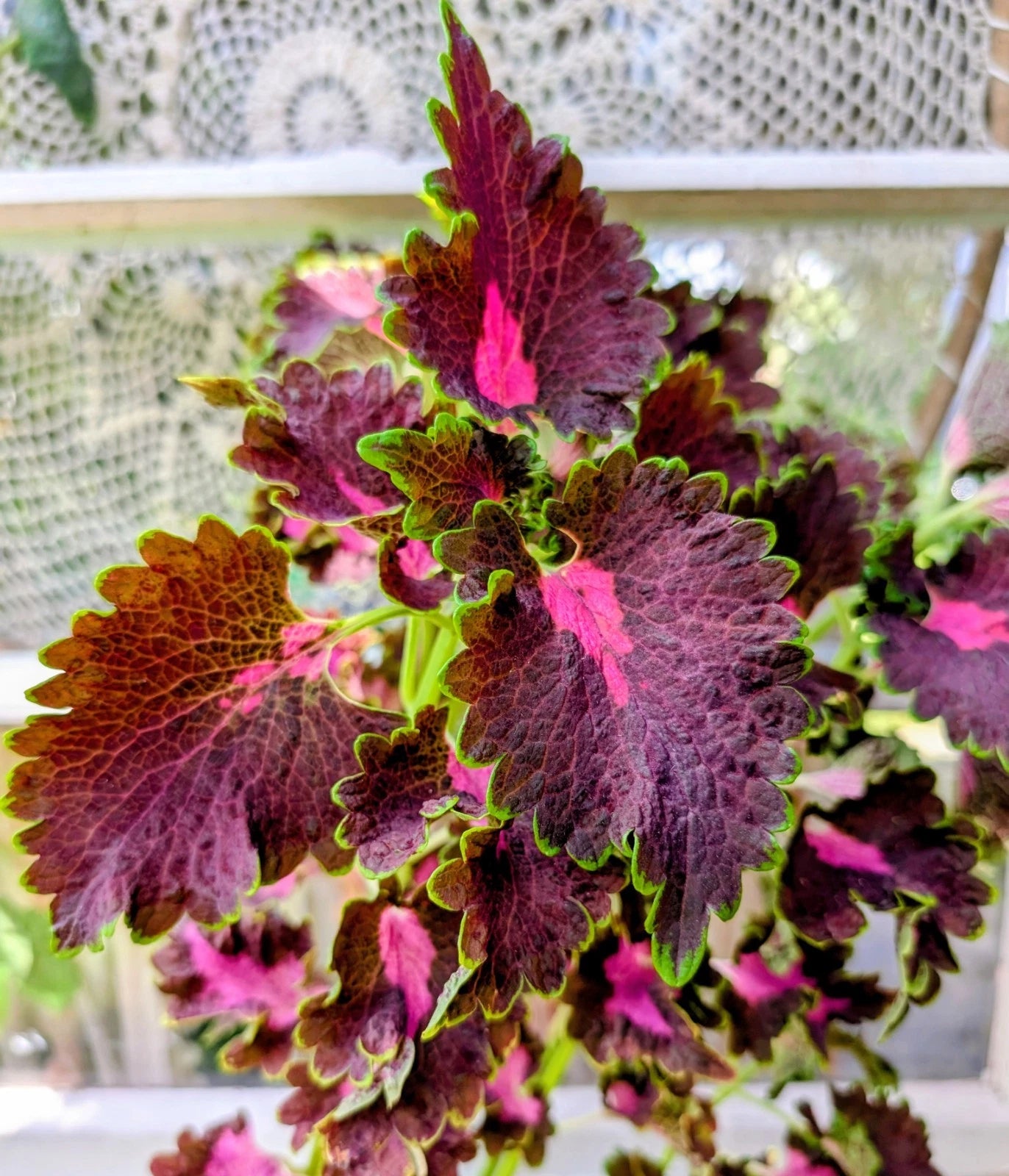 coleus indoor plants Black Dragon Coleus Live Rooted Plant 4
