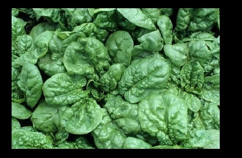 Bloomsdale Spinach Seeds - Heirloom Non-GMO, Slow Bolt, 30-200 Seeds, Spinacia oleracea