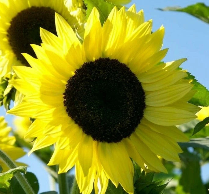 LEMON QUEEN SUNFLOWER SEEDS 20+ Annual Flowers for Garden, Attracts Bees & Birds, Helianthus annuus
