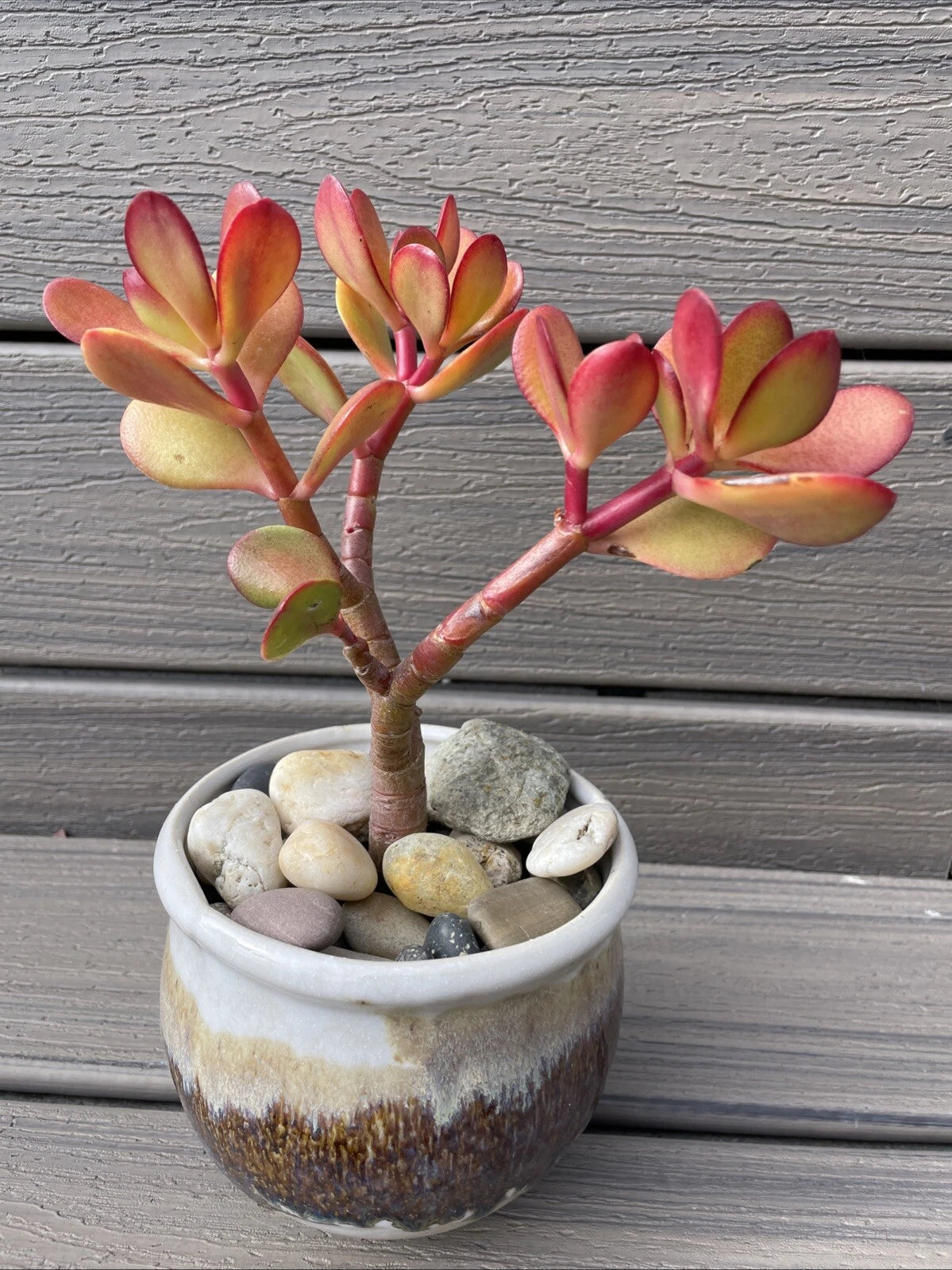 RARE RED AKAI Jade Succulent 7-8” Bare Rooted Bonsai Tree Crassula Ova –  Jayme Garden