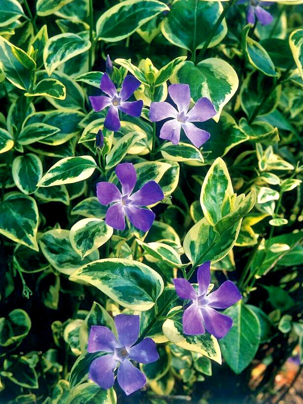 Vinca Major Variegated Big Leaf Variegata - 25 Plants in 3.5 inch Pots