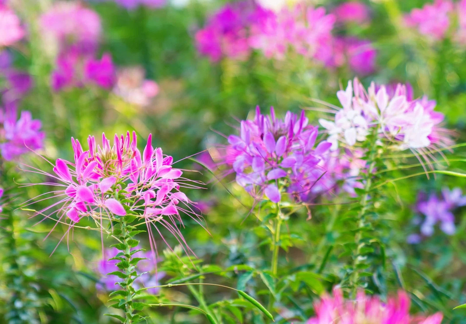 Spider Plant Seeds - 100 Count - Exotic Mixed Color Cleome Flowers