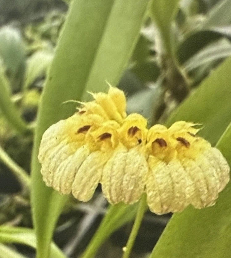 Bulbophyllum Auratum Orchid Plant in 2-Inch Pot - Exotic Tropical Flowering Variety