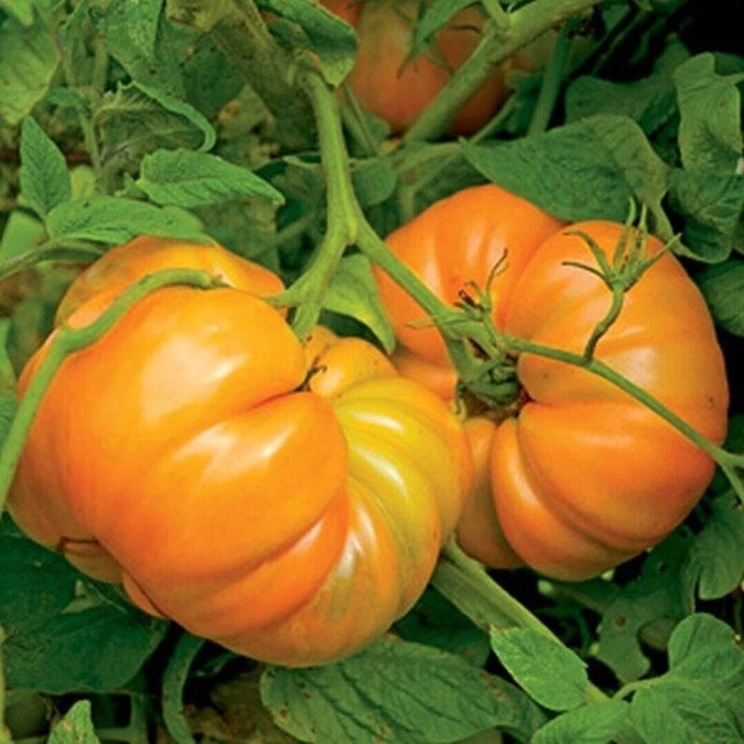 Kellogg's Breakfast Tomato Seeds 50 Ct Heirloom NON-GMO Vegetable Seeds - Solanum lycopersicum