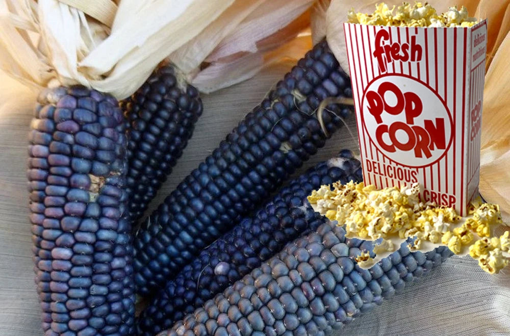 where to buy popcorn seeds for planting Shaman's Blue Popcorn Seeds - 30+ Heirloom Seeds for Home Gardening