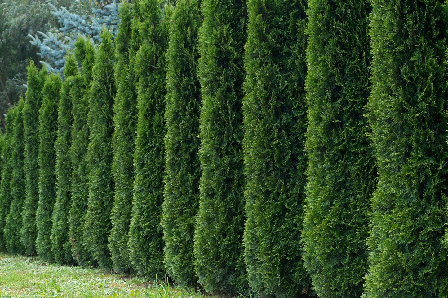 50+ Thuja Tree Seeds - White Cedar Arborvitae for Hedge Row - Thuja occidentalis