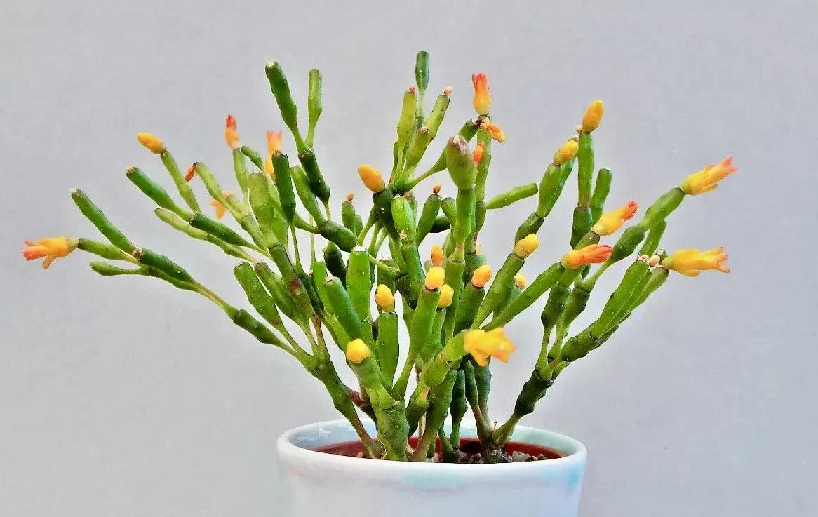 Dancing Bones Cactus 2