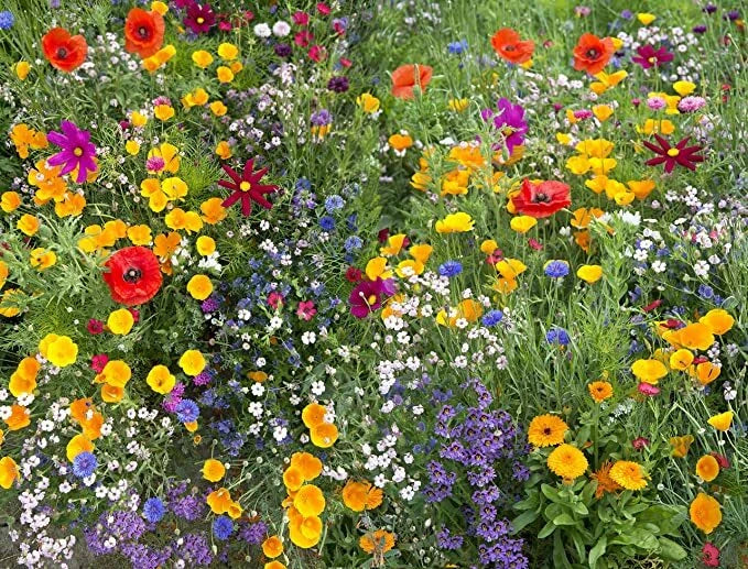 Annual Flower Mix Packet - 600 Seeds - Colorful Wildflowers - Mix of Varieties - Ideal for Gardens and Landscaping