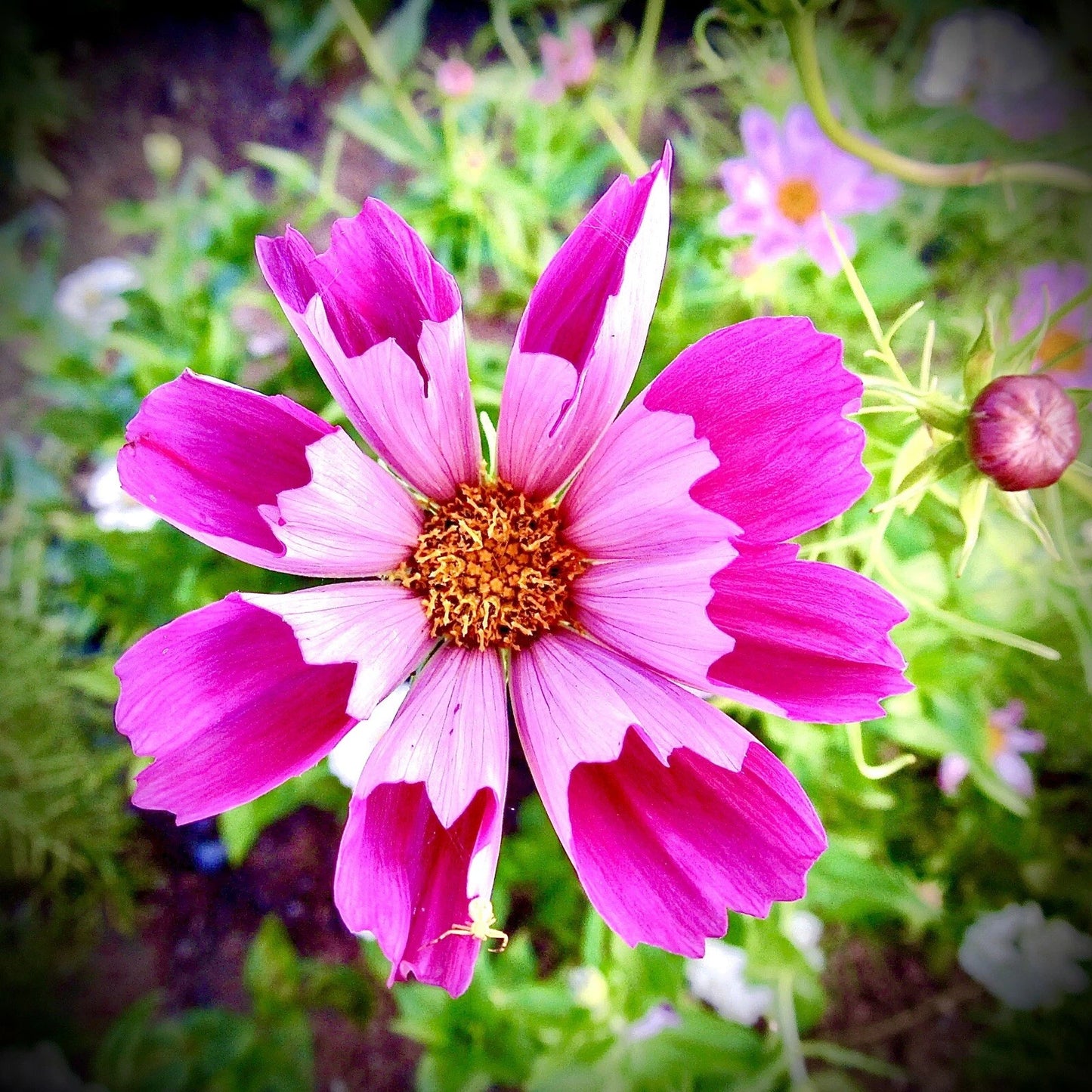 Cosmos Sea Shell Seeds - 100+ Non-GMO Rare Flower Seeds for Garden - Cosmos bipinnatus - Free Shipping USA