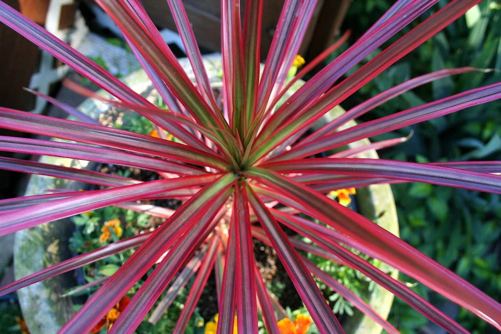 red dracaena spike Dracaena Spikes Seeds - 1000 Count - Dracaena spp