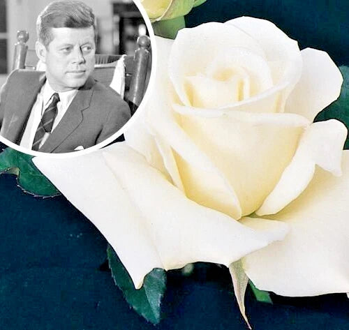Rose Bush 1-2' White Fragrant Hybrid Tea Plant - John F. Kennedy (Rosa 'JFK')