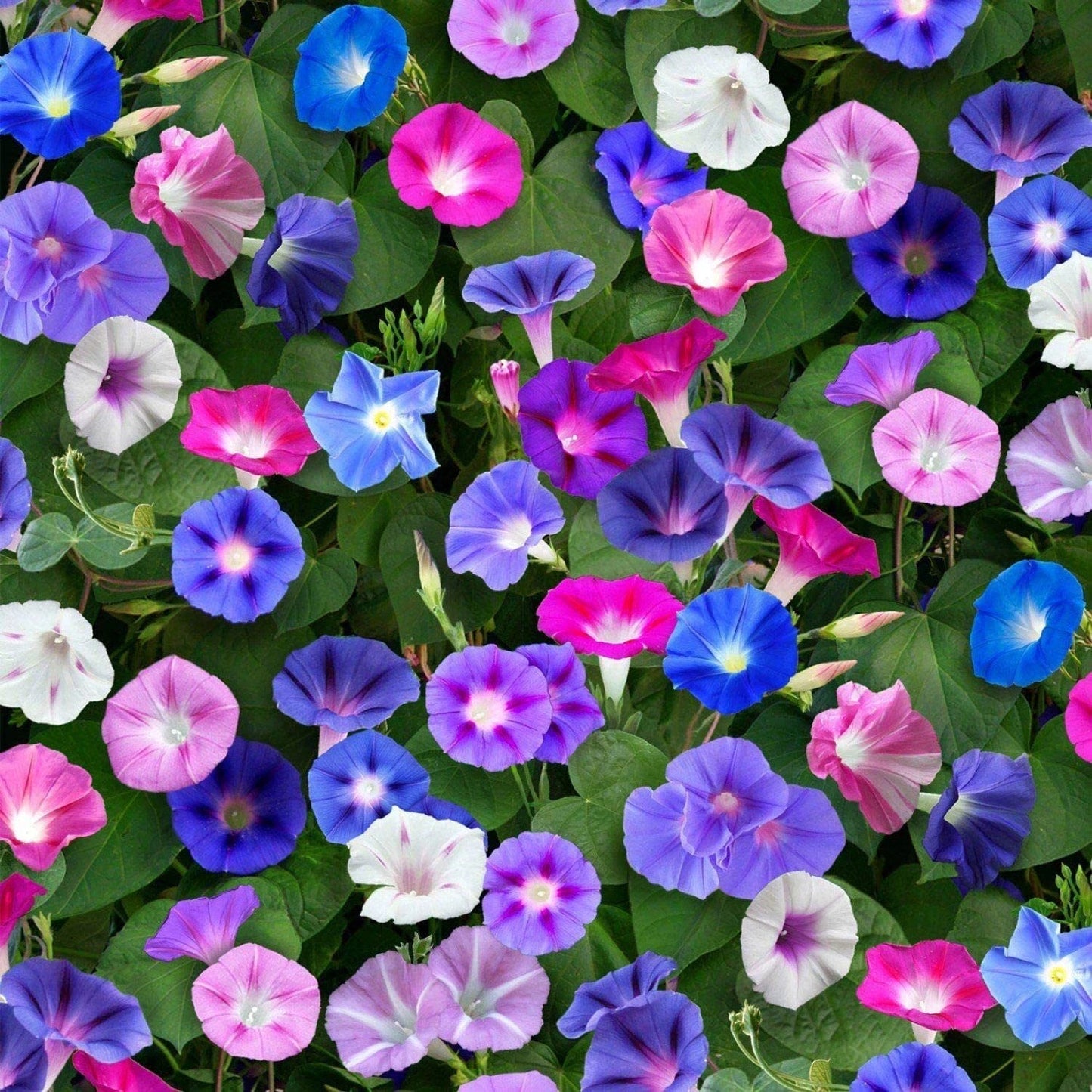 Morning Glory Seeds for Planting - Climbing Vine, Beautiful Blooms, Ipomoea spp.