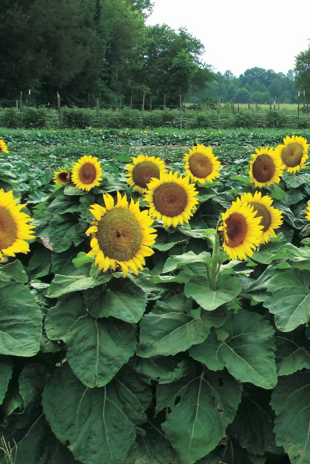 Dwarf Sunspot Sunflower Seeds, 50 Count, Exotic Flower, Helianthus annuus