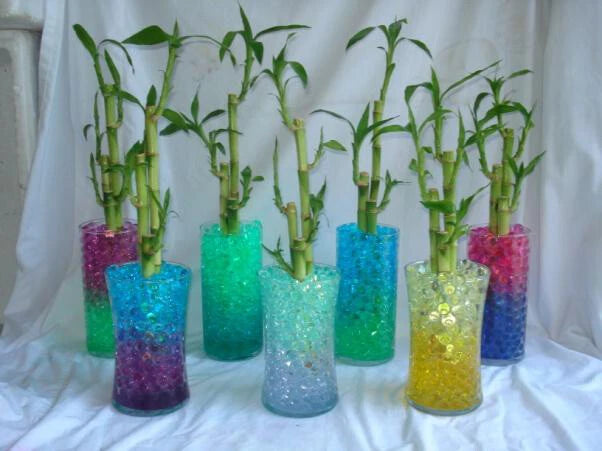 Water Beads for Lucky Bamboo Plants - Root Hugging Hydration