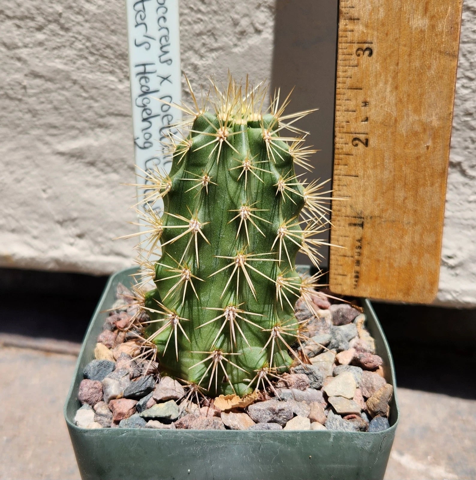 hedgehog succulent Echinocereus X Roetteri Live Rooted Plant | Roetter's Hedgehog Cactus