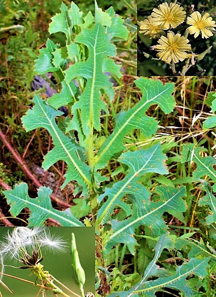 Wild Lettuce Seeds - 50+ Prickly Opium Lettuce - Medicinal Herb (Lactuca serriola)