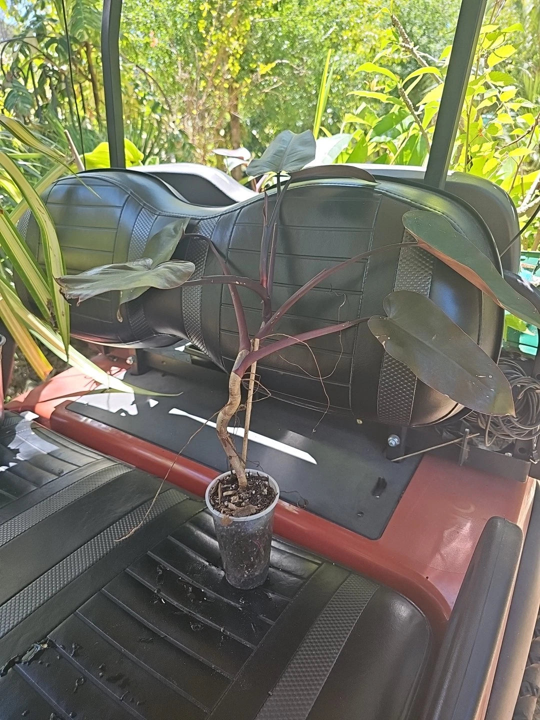 XL Rare Philodendron Black Majesty Plant, Fully Rooted, Ships from FL, Philodendron 'Black Majesty'