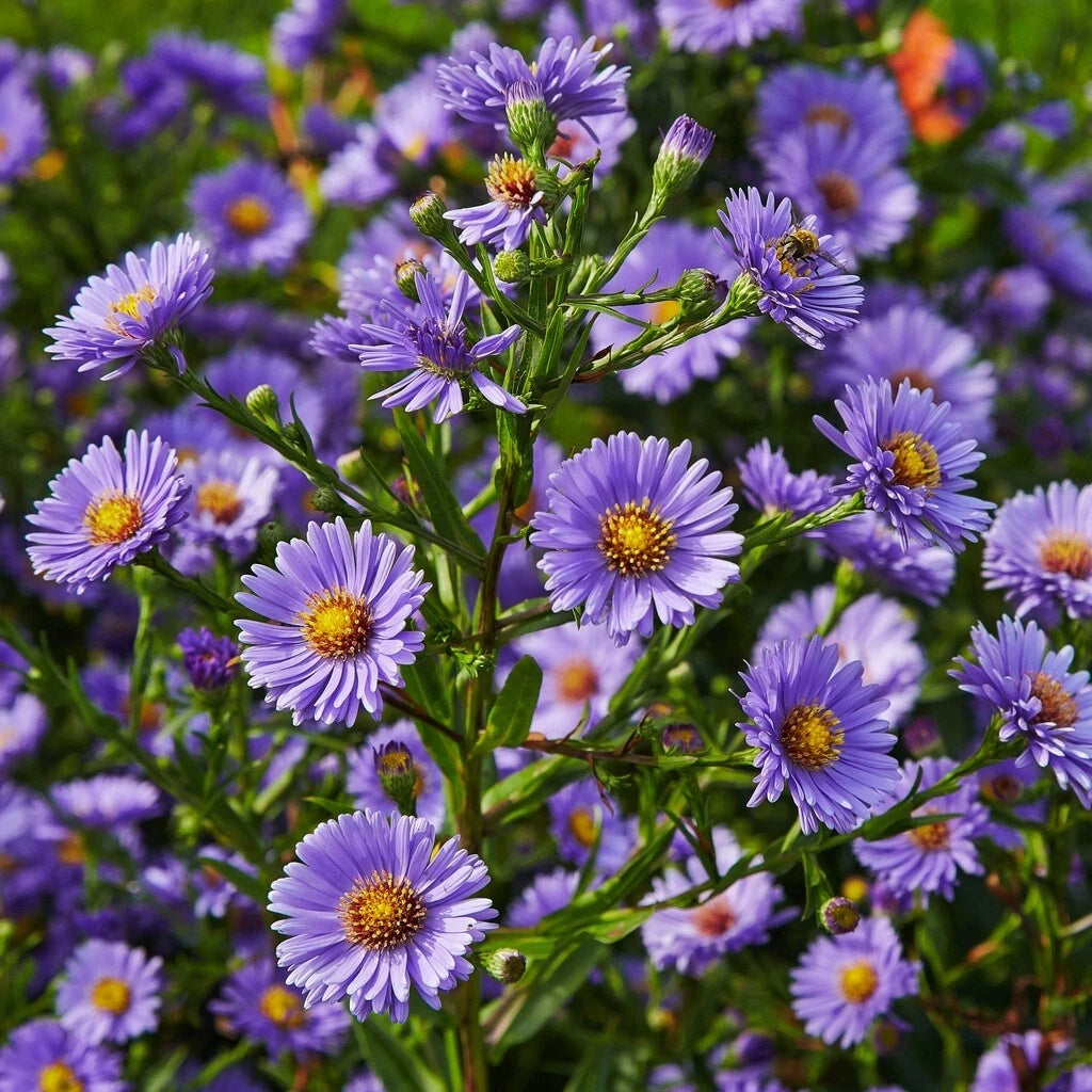 Aster Daisy Seeds Pack - 200+ Seeds - Symphyotrichum - Garden Flower Seeds - USA Grown - Free Shipping