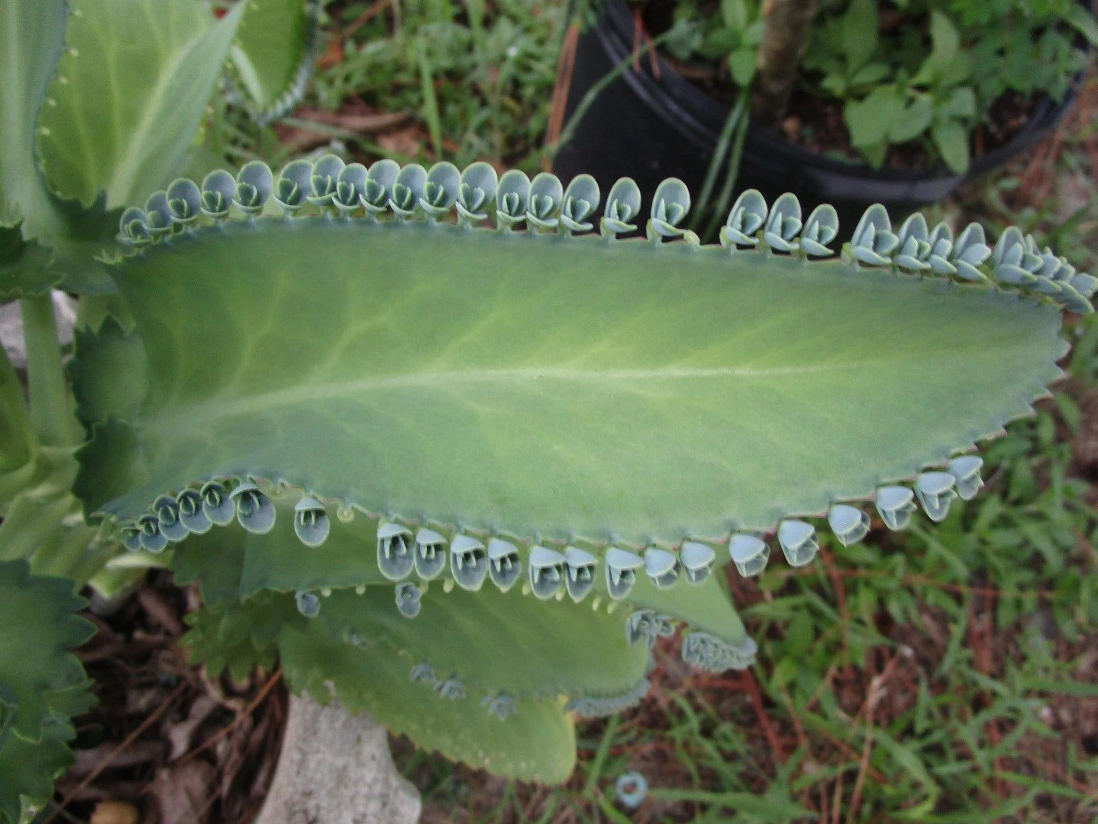Mother of Thousands Plant with 30 Pups, Kalanchoe daigremontiana, Succulent  for Home Garden, Indoor Plant – Jayme Garden