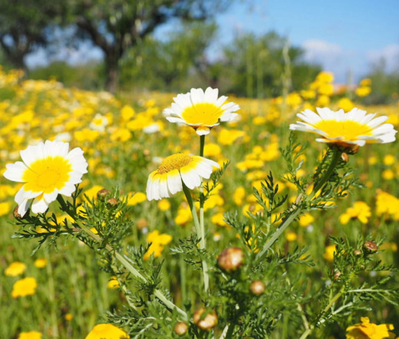 margarita flower seeds Garland Daisy Mix Seeds - Chrysanthemum, Crown Daisy