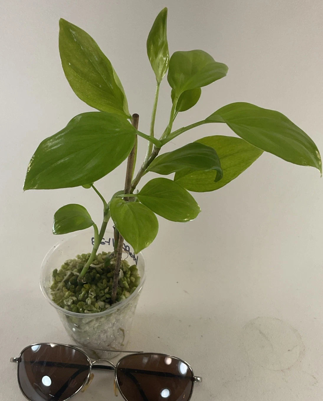 Philodendron Hoffmanii Plants