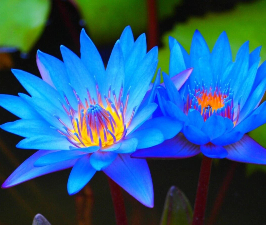 Lotus Water Lily Seeds Bulb - Colorful Aquarium Plant - Easy Grow - FS0-03 Lotus