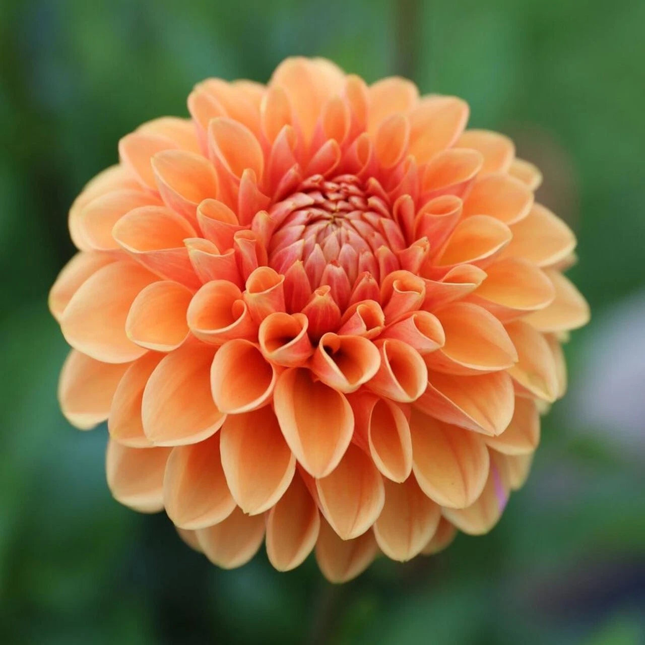 25 Maam Dahlia Seeds | Perennial Flowering Blooms | Colorful Garden Variety | Dahlia spp. | US Seller