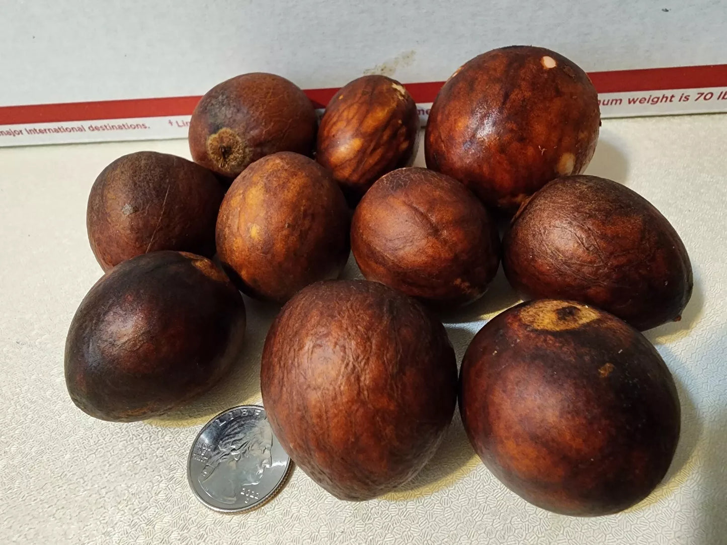 Avocado Seeds - 10 Pack - Lula Variety - Persea americana