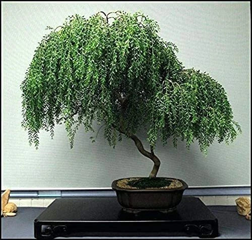 Dwarf Weeping Willow Bonsai Tree Cutting - Thick Trunk, Salix babylonica var. pendula, Indoor/Outdoor Plant