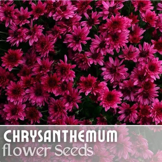 mum seeds from plant Raspberry Twilight Mum Seeds - 200+ Chrysanthemum Flower Seeds - Colorful  Garden Plant