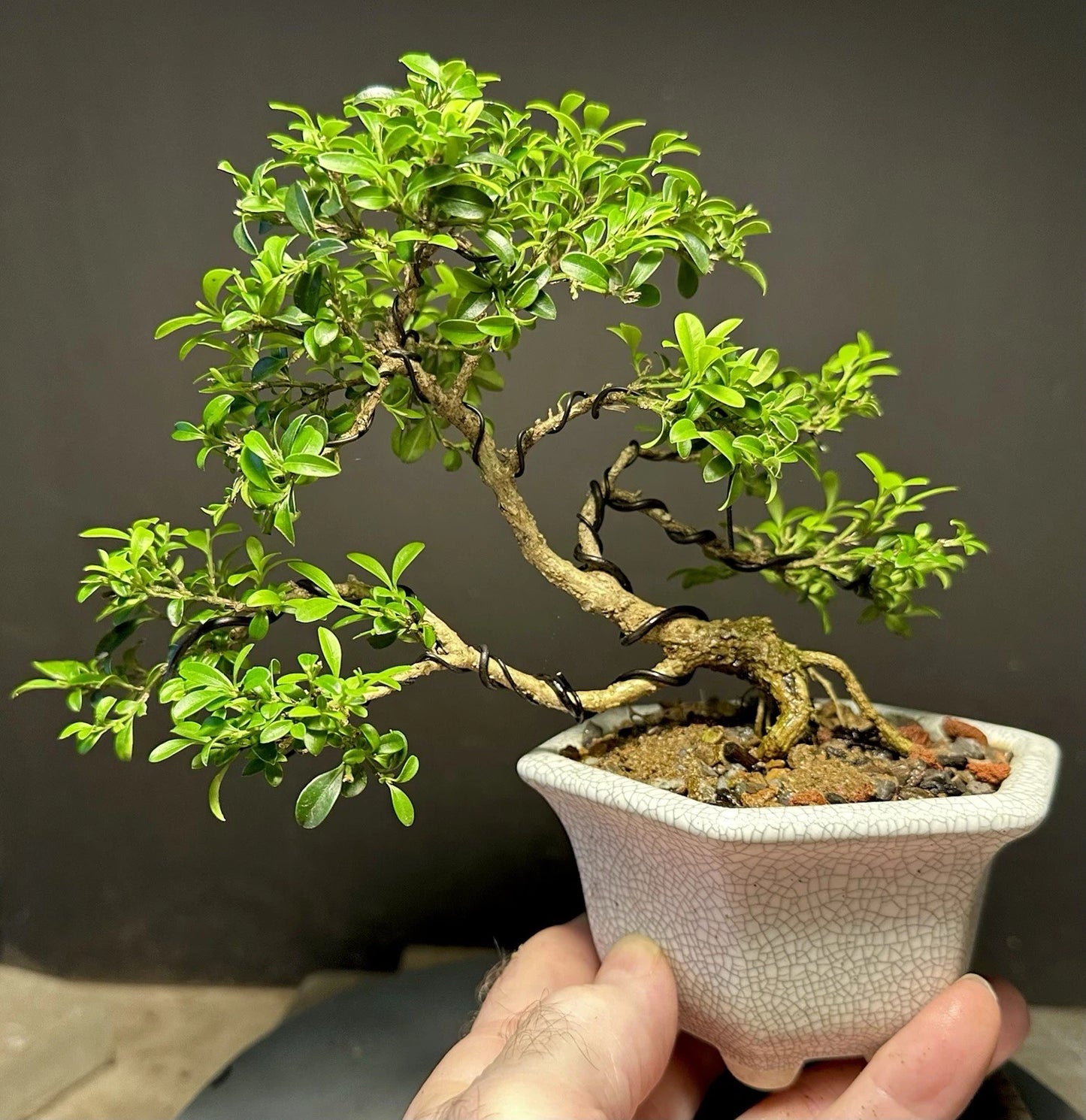 Bonsai Tree Shohin Kingsville Boxwood 12 Years Old in 8” Crackle Glaze Pot - Buxus microphylla 'Kingsville'