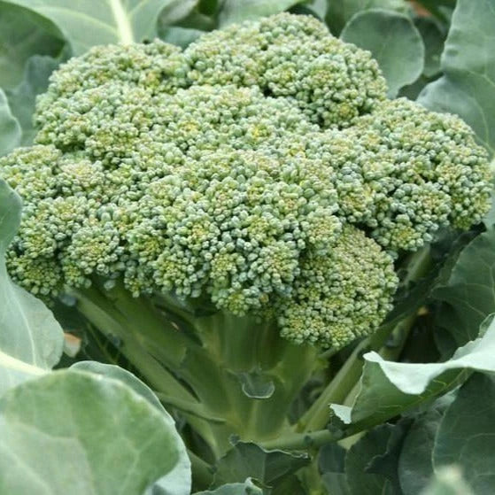 Calabrese Broccoli Seeds - 1000+ Count - Green Sprouting - Brassica oleracea - Ideal for 2025 Planting
