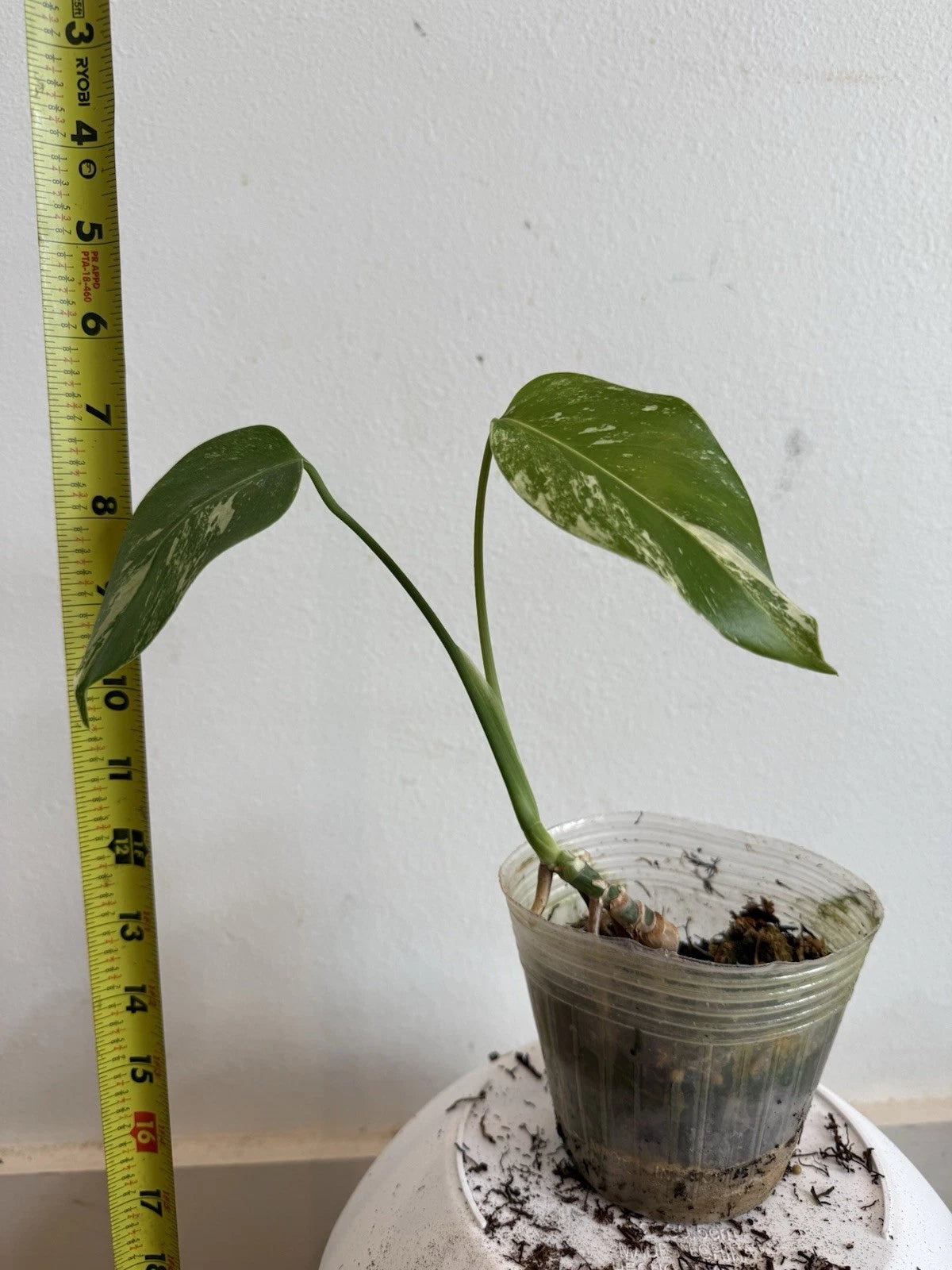 monstera deliciosa var borsigiana Rooted Variegated Monstera Albo Borsigiana Plant - Tropical Houseplant with Unique White Variegation