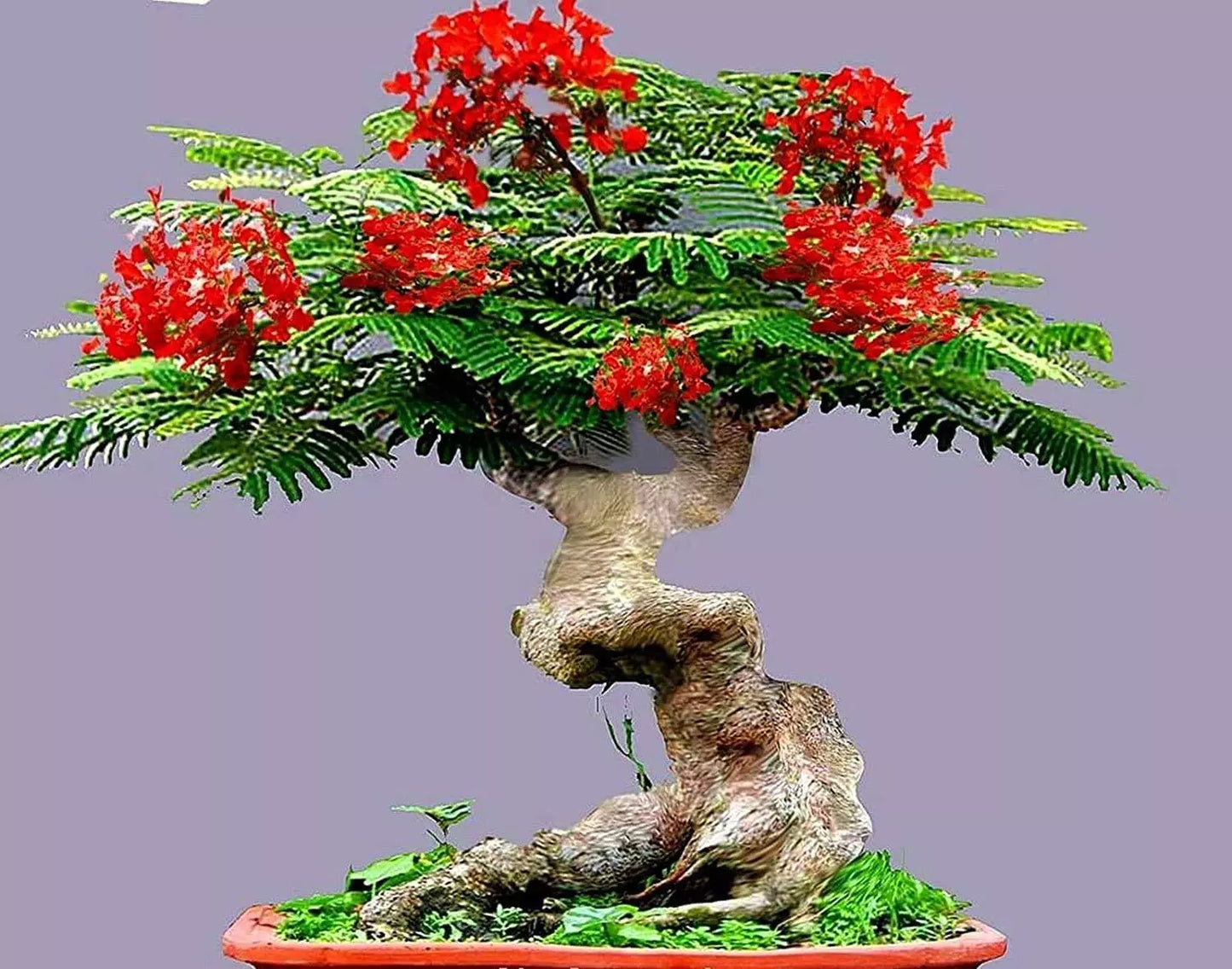 Bonsai Seeds - 20 Flamboyant Flame Tree Seeds - Delonix regia, Prized Flowering Variety for Gardening and Bonsai Projects