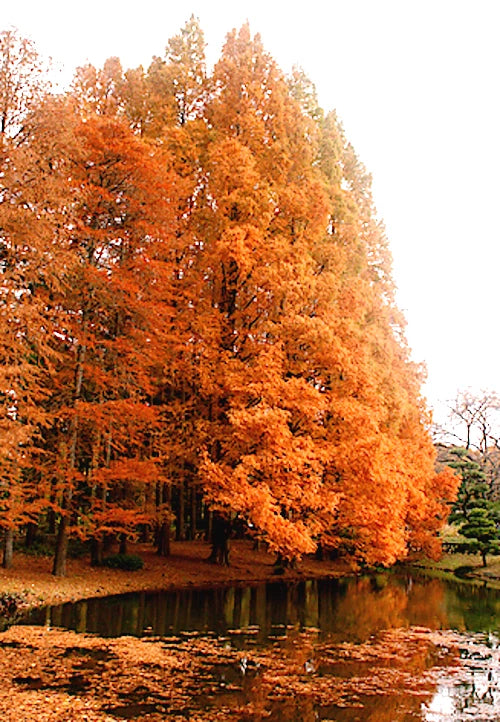 Dawn Redwood (Metasequoia Glyptostroboides) in the Forest Stock Photo - Image of trunk Dawn Redwood (Metasequoia Glyptostroboides) in the Forest Stock Photo - Image of trunk
