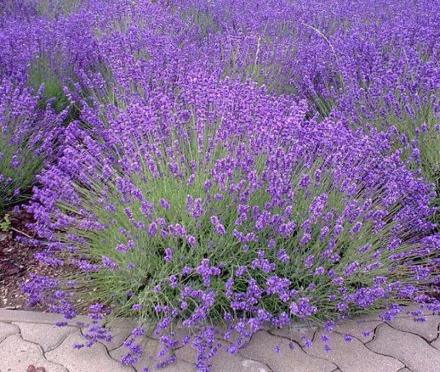 Lavender Spanish Eyes Plants Set - 4in Pot - 3-6" Tall - Lavandula ‘Spanish Eyes’ - Aromatic Ornamental Herb