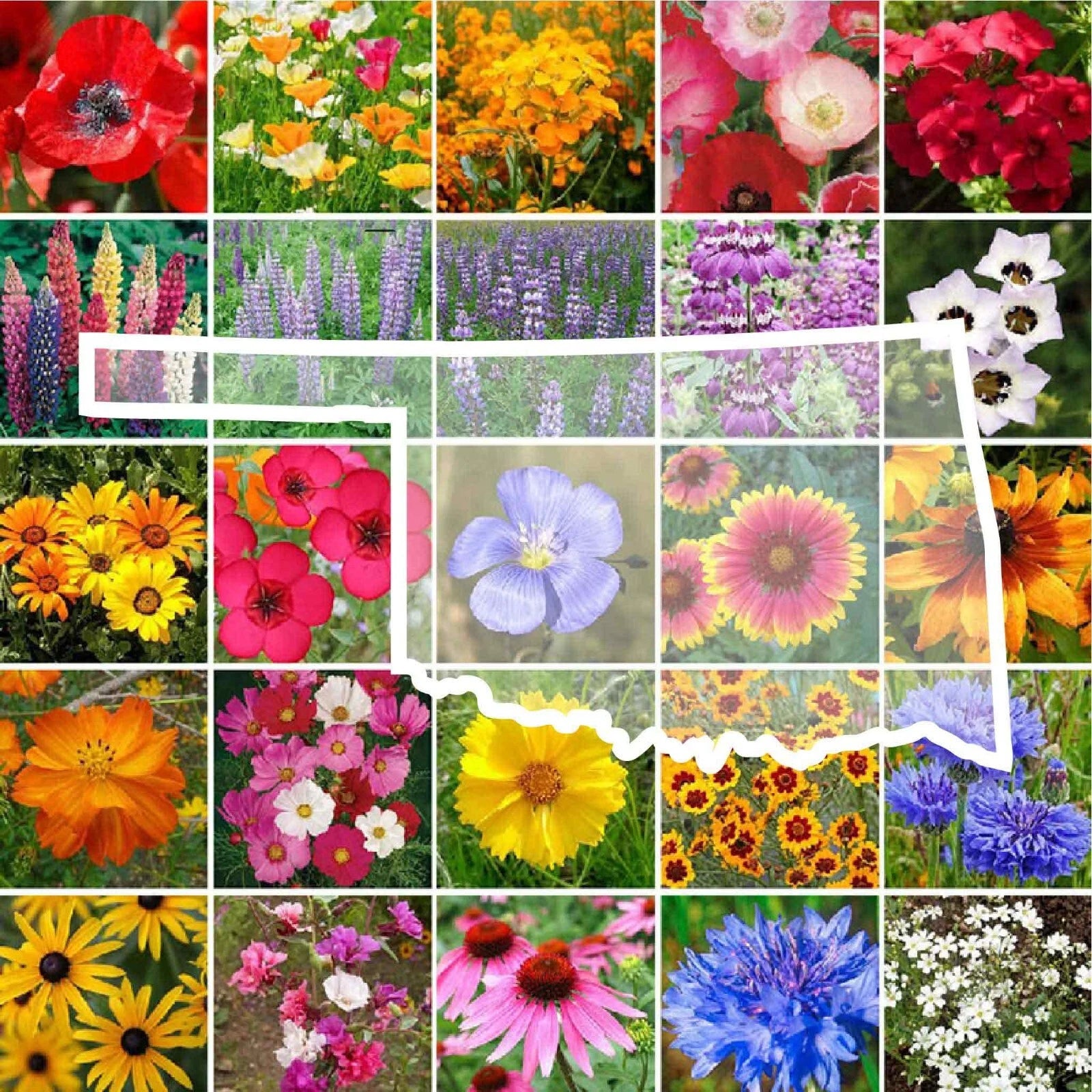 native flower seeds Oklahoma Wildflower Seed Mix - Non-GMO Perennials & Annuals - 1000 Seeds
