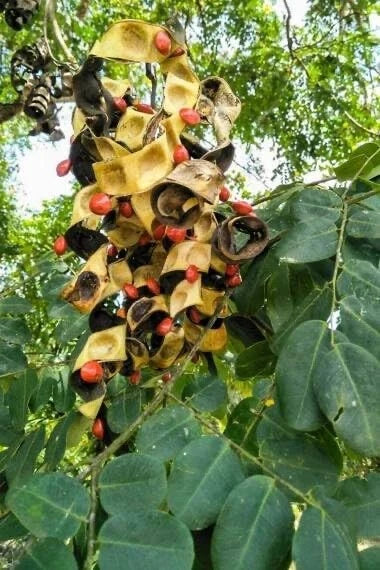 Spindle Palm Tree Seeds - 10 Count - Hyophorbe verschaffeltii - Tropical Indoor/Outdoor Plant Seeds